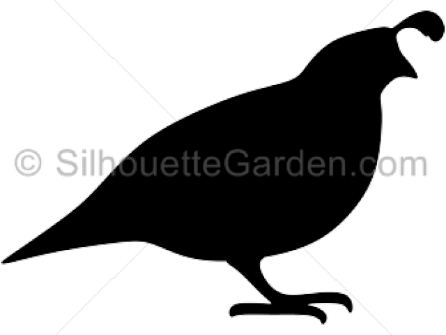 Pheasant Clipart Quail - Quail Farm Clipart (640x480)