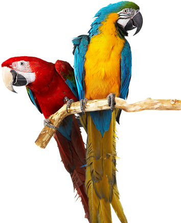 Quail Ridge Animal Hospital Vetrinarian Quail Ridge - Taloyer Dangling Ball Bell Bird Parrot Cage Hanging (410x438)