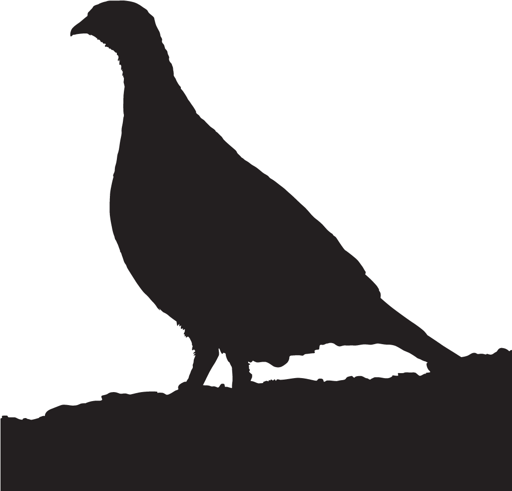 Quail Clipart Partridge - Spruce Grouse Silhouette (1024x1024)