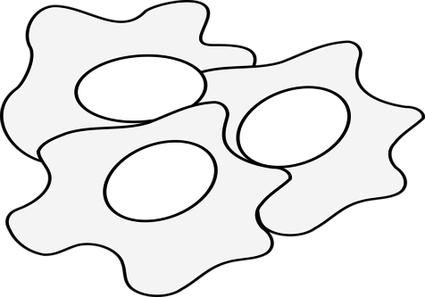 Coloring Trend Medium Size Omelette Fried Egg Clip - Omlette Clipart Black And White (476x333)