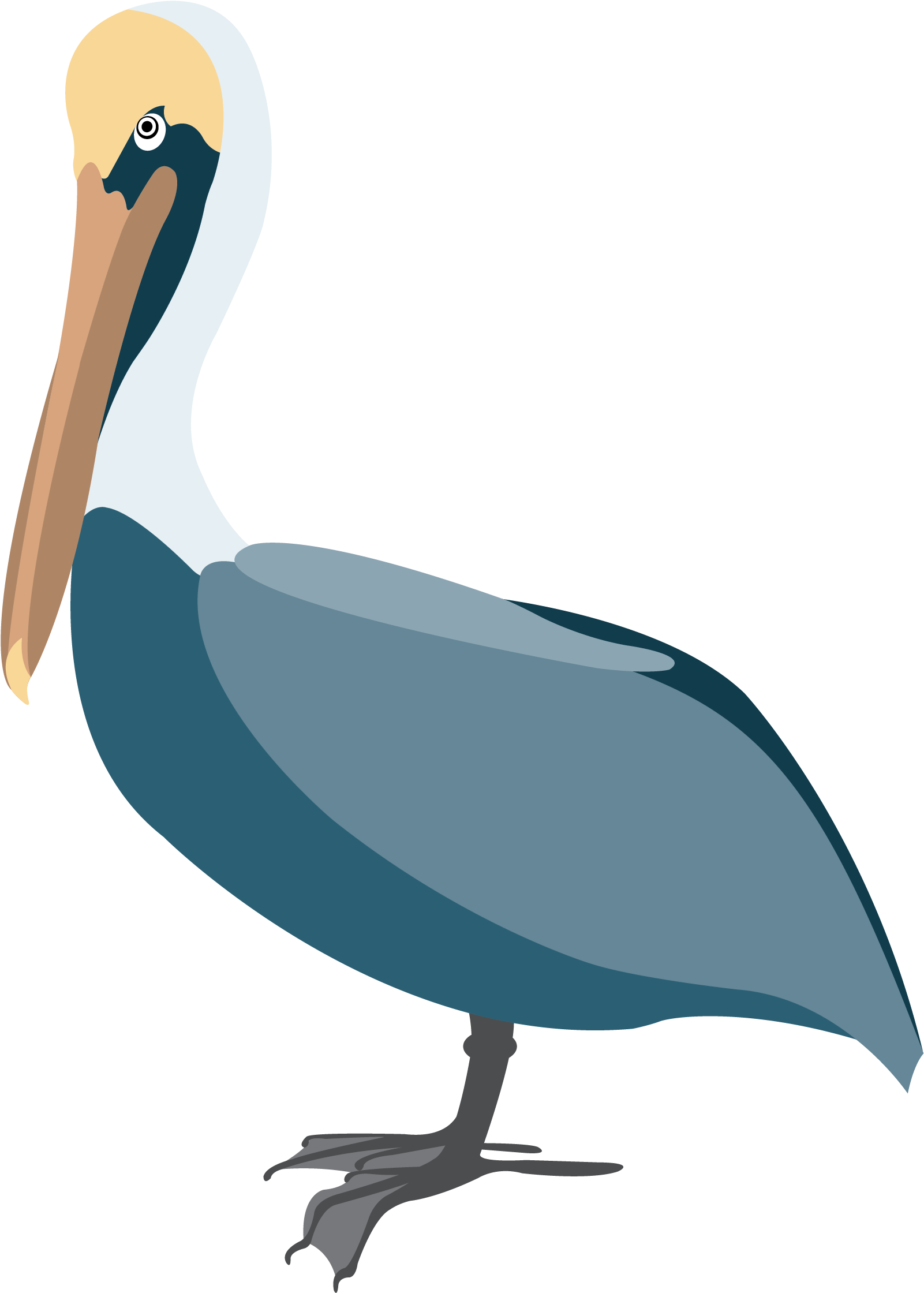 Pelican 3 Clip Art - Clip Art (2062x2664)