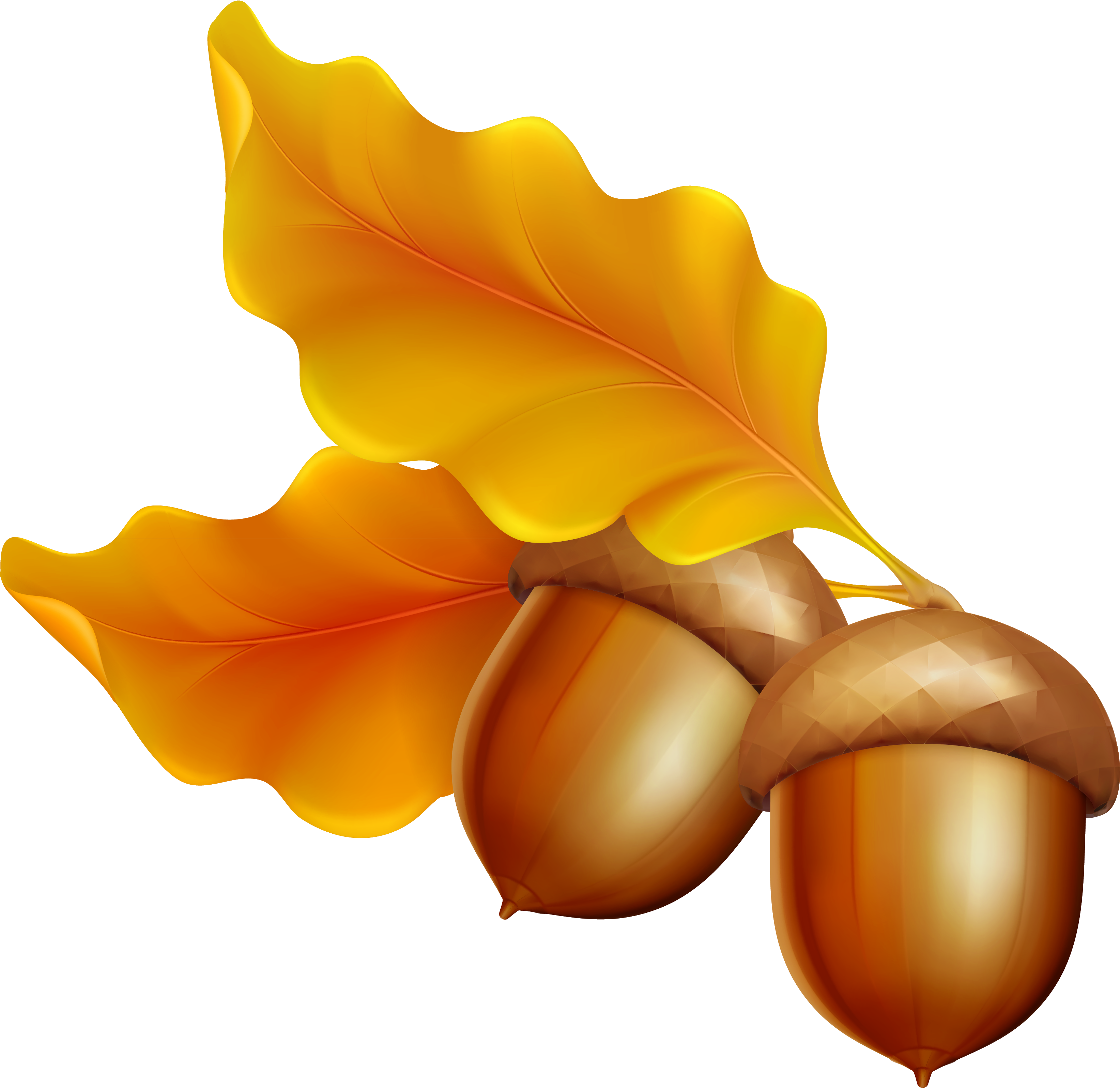 Friday's Guest Freebies ~ Yopriceville - Fall Acorn Clip Art (3589x3420)