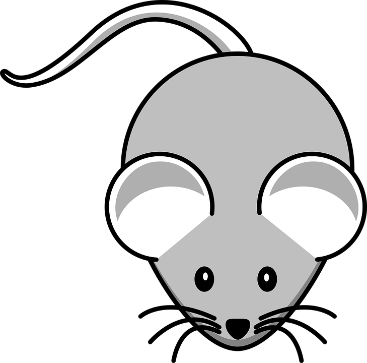 Whiskers Clipart Mouse Animal - Mouse Clipart (729x720)