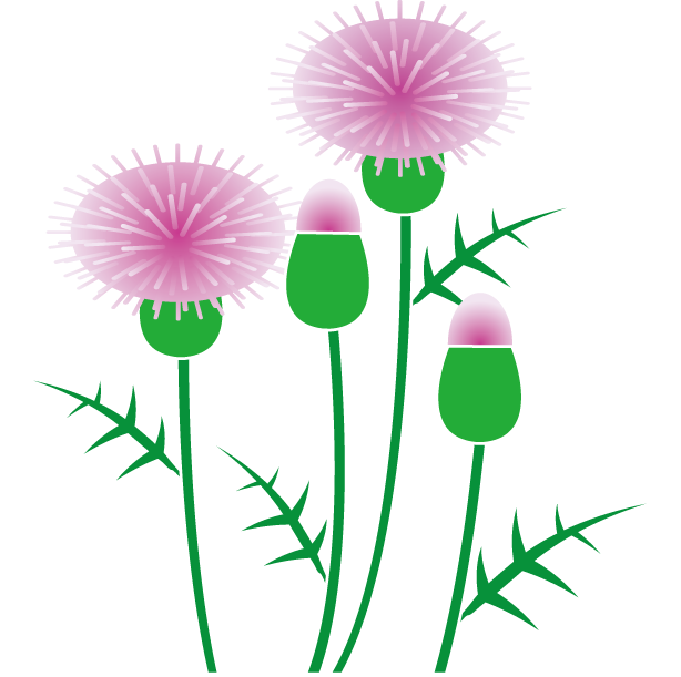 Other Popular Clip Arts - Thistle Clipart (614x611)
