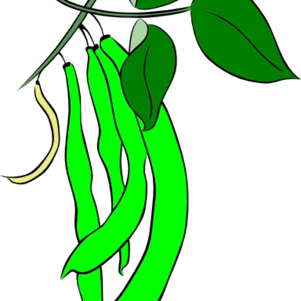 String Beans Clip Art Green French Bean Clip Art At - Green Beans Leaf Clipart (1024x1024)