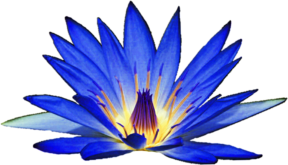 Blue Water Lily Flower Clipart - Blue Water Lily Clipart (1024x588)