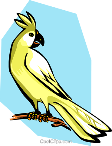 Cockatoo Royalty Free Vector Clip Art Illustration - Cockatiel (370x480)