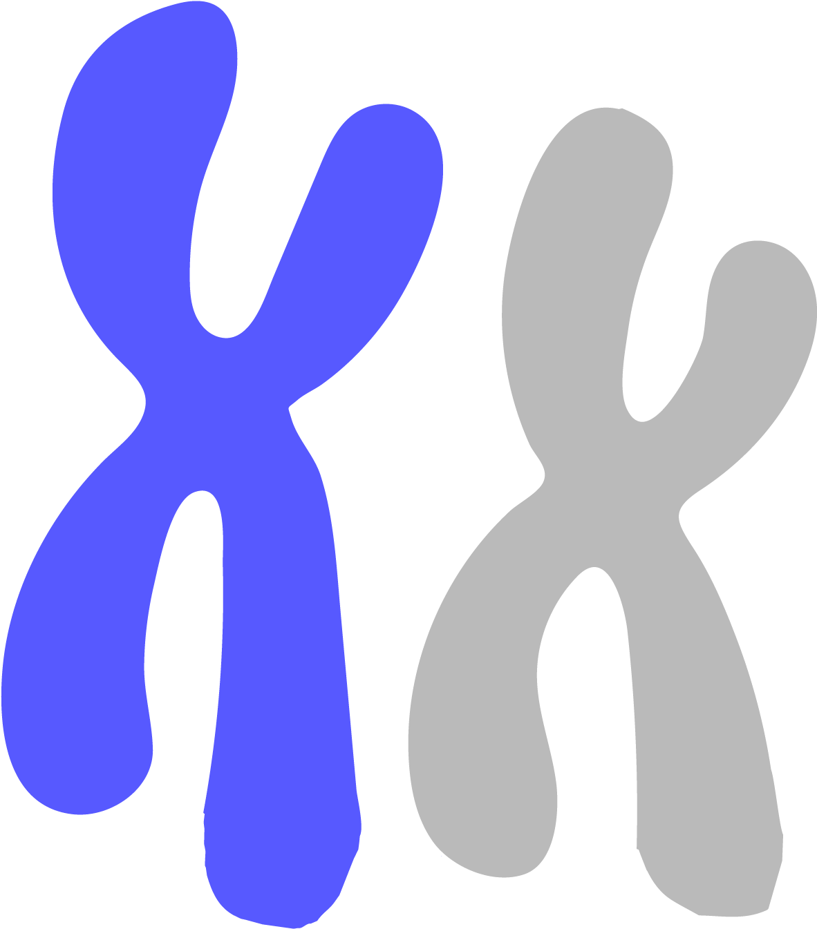 Chromosome - Chromosome (1200x1353)