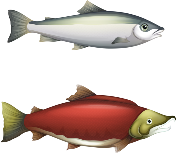 Picture Black And White Stock Clip Art Arts Pinterest - Barbel Fish Life Cycle (600x513)