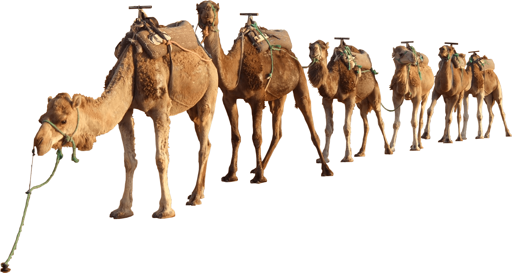 Download Clipart Library Download Hands Clapping Cilpart - Camels Png (1971x1523)