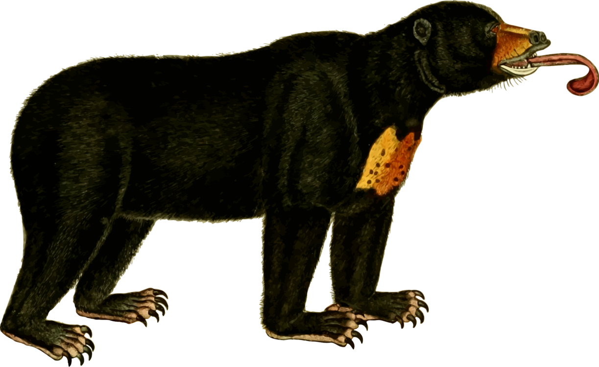 American Black Bear Polar Bear Sun Bear Koala - Sun Bear Clipart (1223x750)