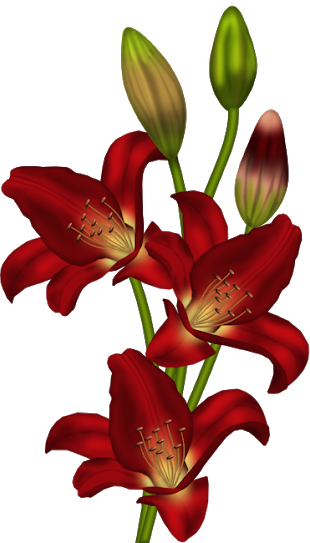 Flores Encontradas En La Web Lilium, Stargazer, Flower - Red Lily Png (310x543)