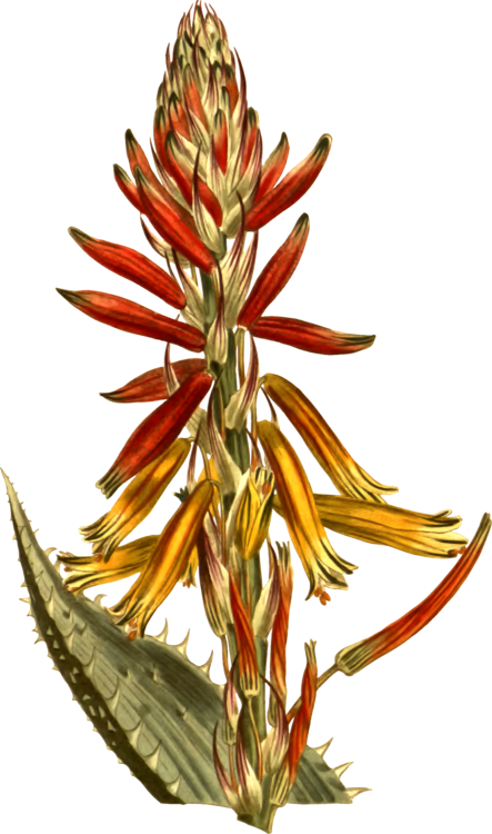 Moninckx Atlas Candelabra Aloe Hedgehog Aloe Aloe Vera - Aloes (443x750)