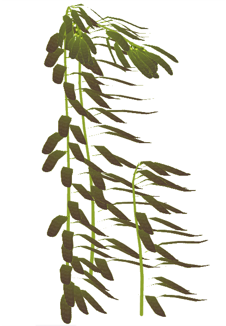 Clip Art Royalty Free Algae Clipart Giant Kelp - Kelp Png (639x639)