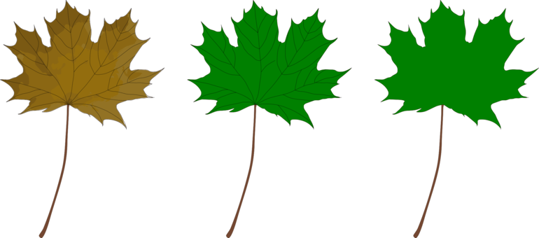 Maple Leaf Drawing Green Computer Icons - Green Maple Leaf Clip Art (770x340)