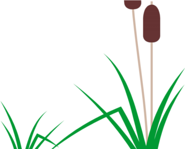 Swamp Clipart Aquarium Plant - Cartoon Cattail (640x480)