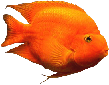 Blood Parrot Fish Transparent Background Aquarium Fishes - Tropical Fish Transparent Background (406x310)