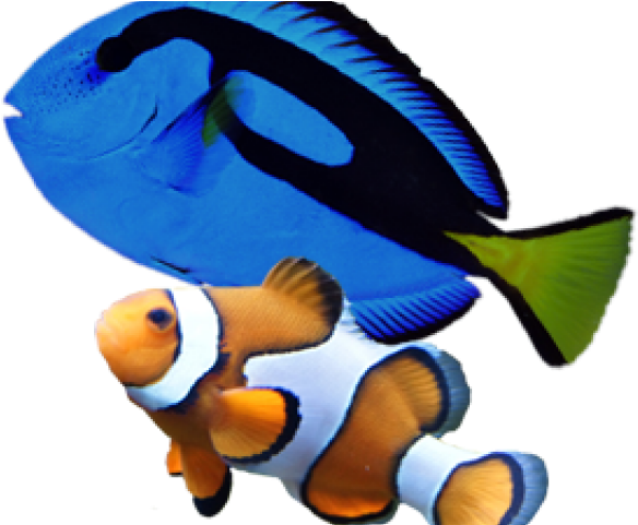 Marine Fish Clipart Aquarium Fish - Cafepress Clownfish20151011 Full/queen Duvet Cover (640x480)