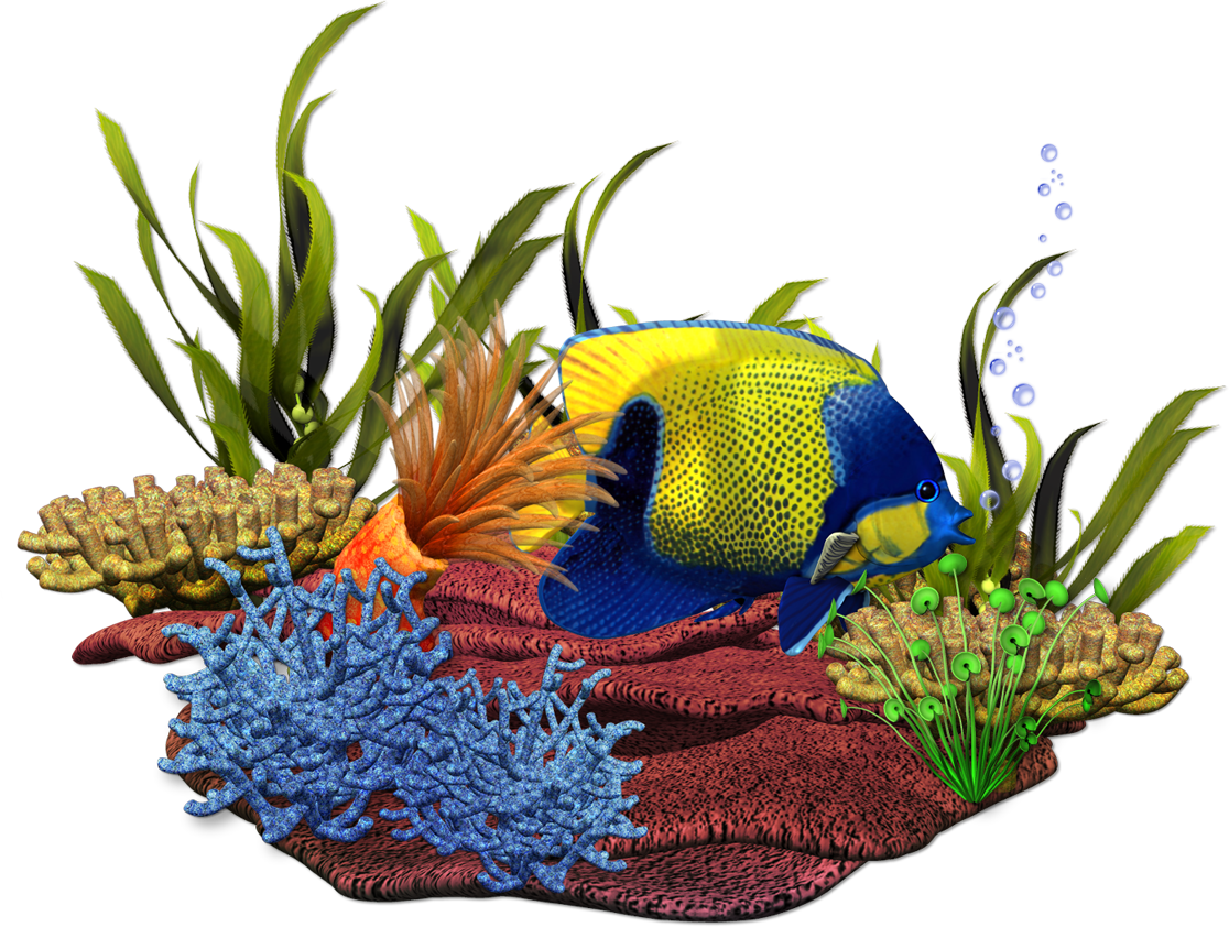 Seaside Clipart Ocean Life - Aquarium (1116x842)
