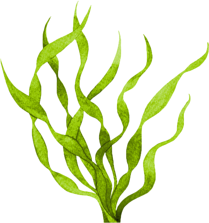 Algae Clipart Transparent - Seaweed.