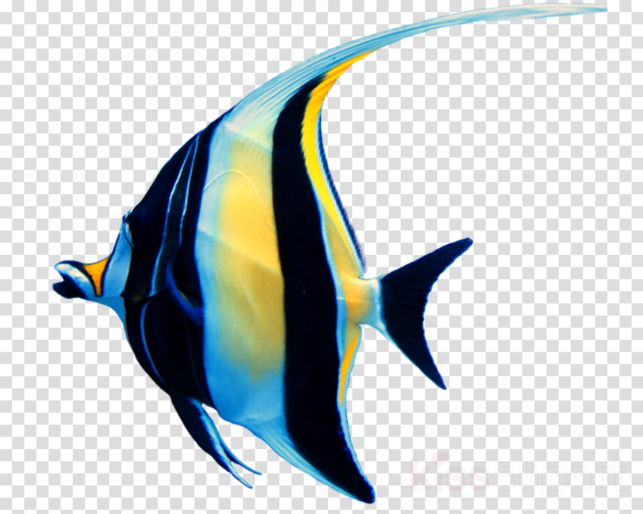 Download Ikan Manfish Png Clipart Aquarium Clip Art - Video Play Button Transparent (900x720)