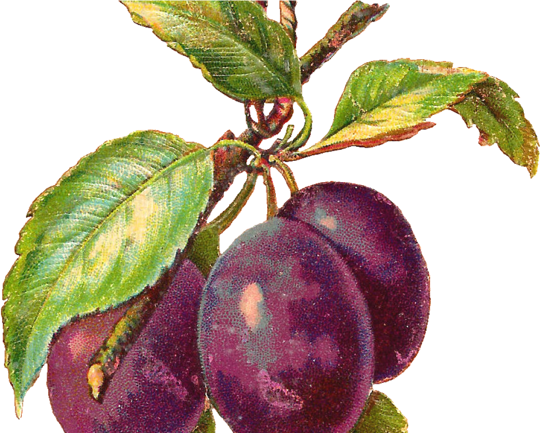 Free Fruit Clip Art - Aquarel Plum (1368x855)