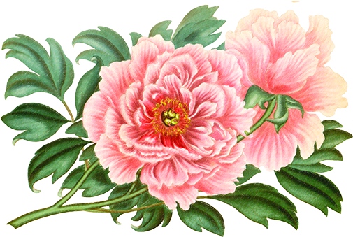 Golden Hill Studio Tree Peony Throw Pillow (504x504)