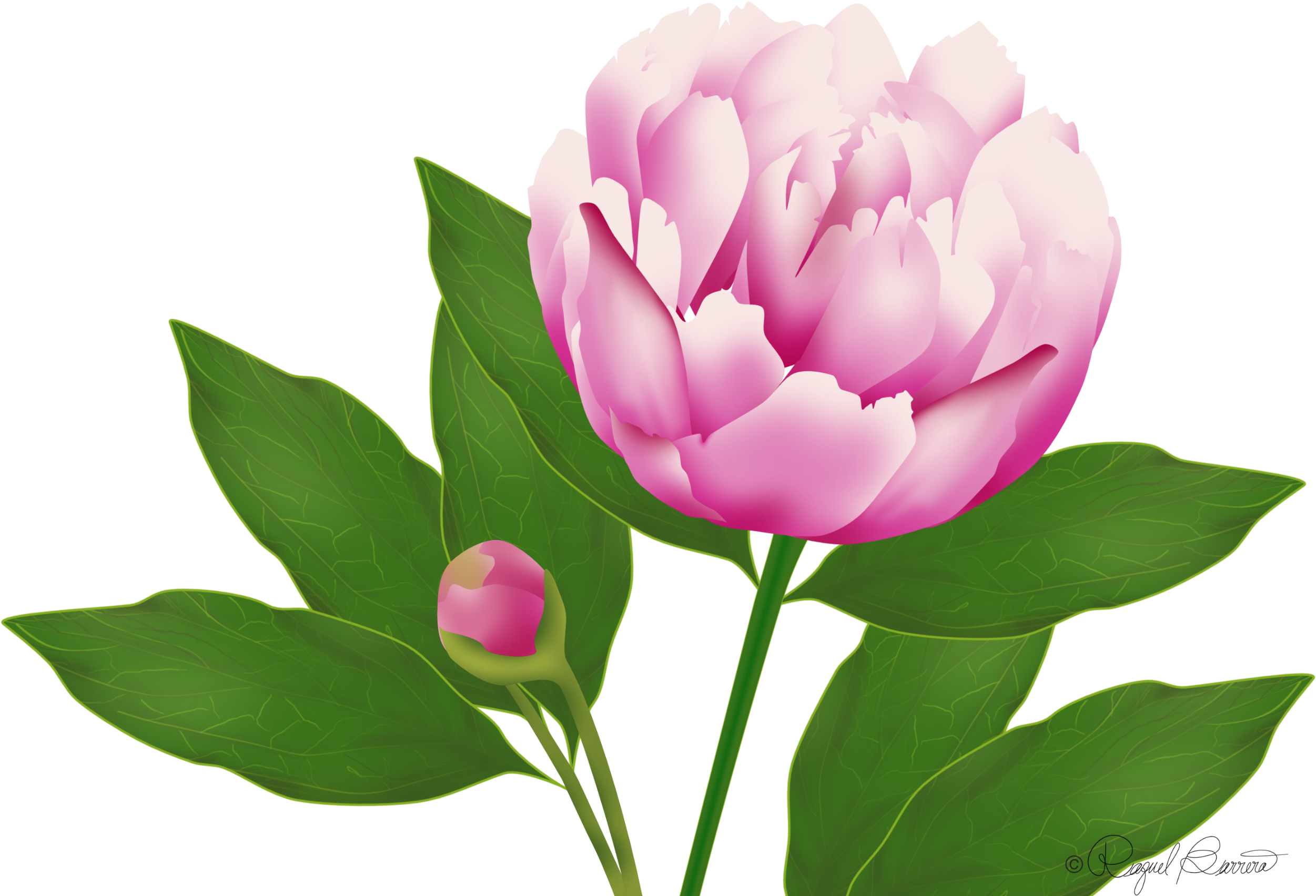 Wordpress Website Blog Peony - Blog (4800x1800)