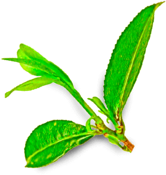 Camellia Sinensis - Caterpillar (364x361)