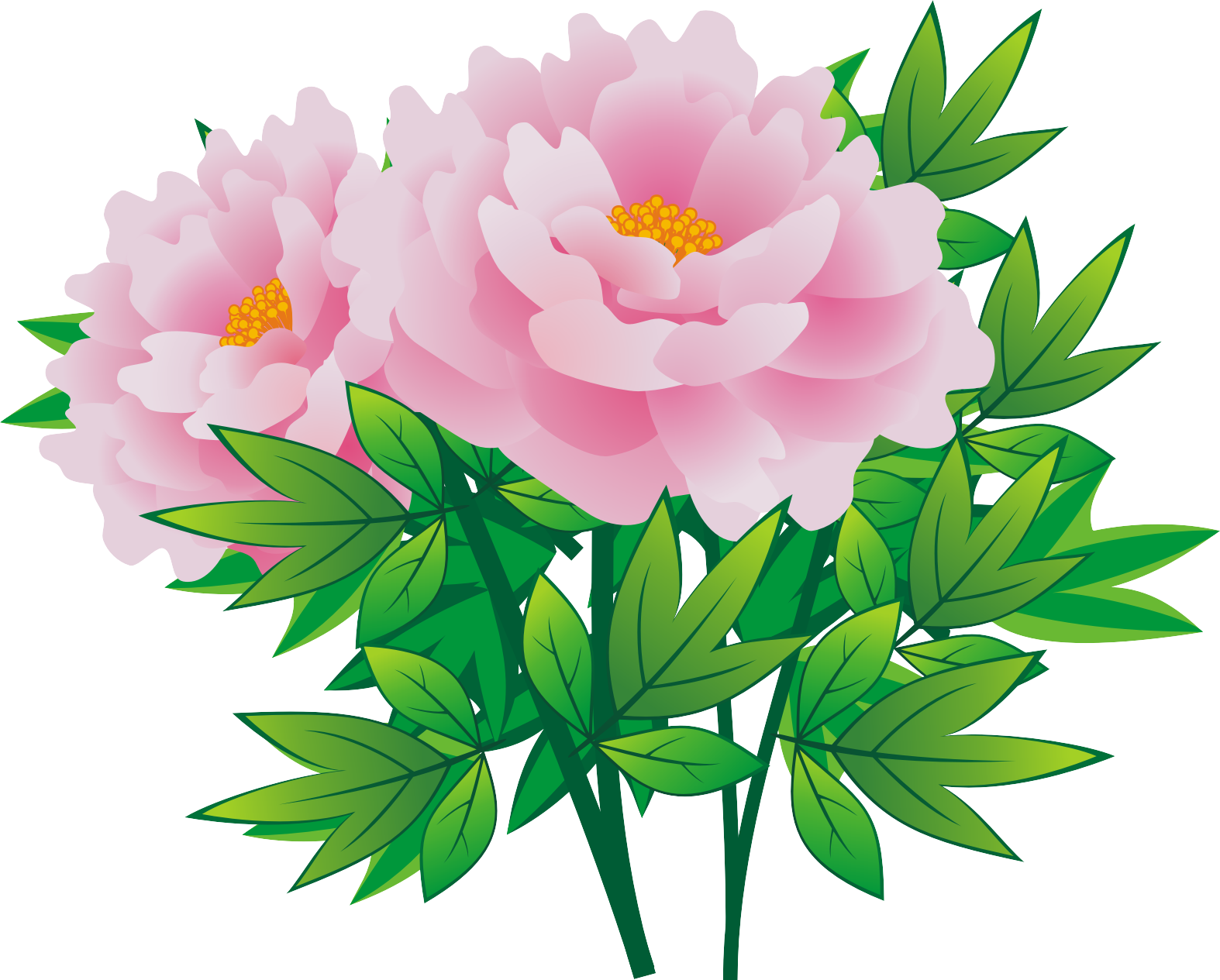 Cortex Moutan - Common Peony (1574x1265)