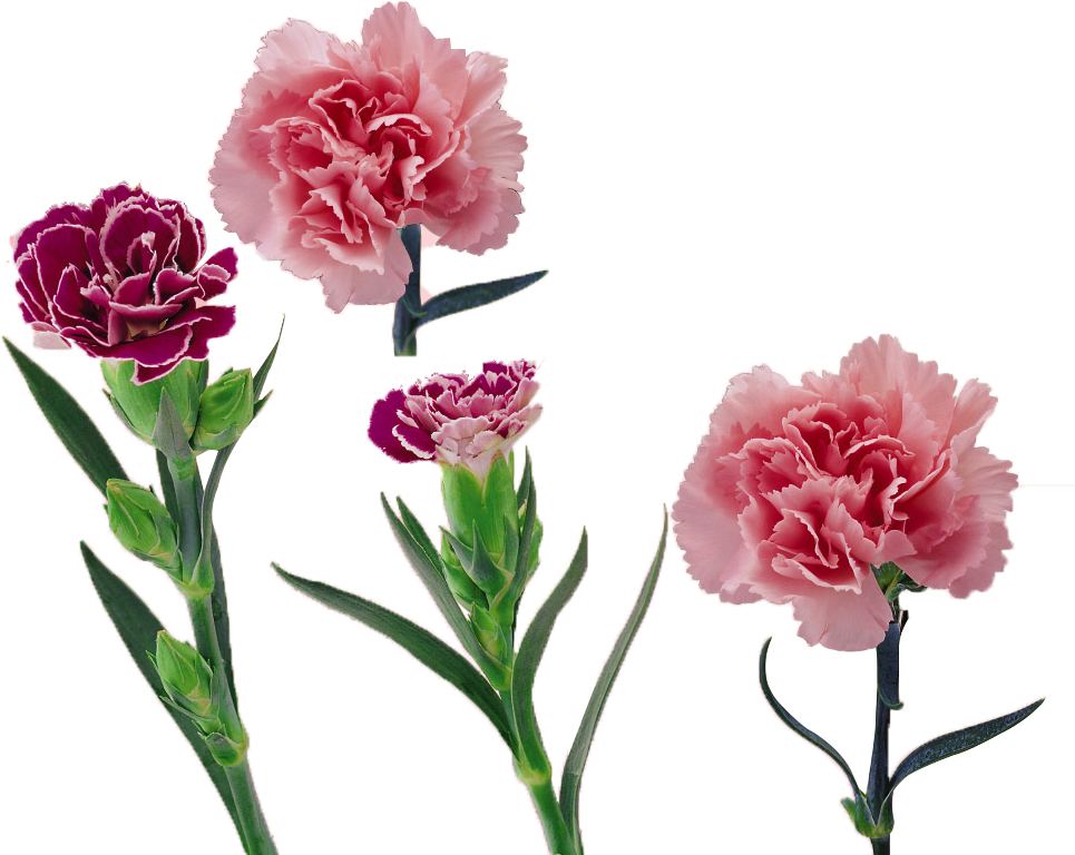 Royalty Free Library Carnation Vector Flower - 康乃馨 (1001x932)