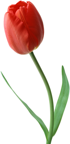 Milkamilkina Альбом «клипарт / Тюльпаны Png» На Яндекс - Transparent Tulips Png (271x500)