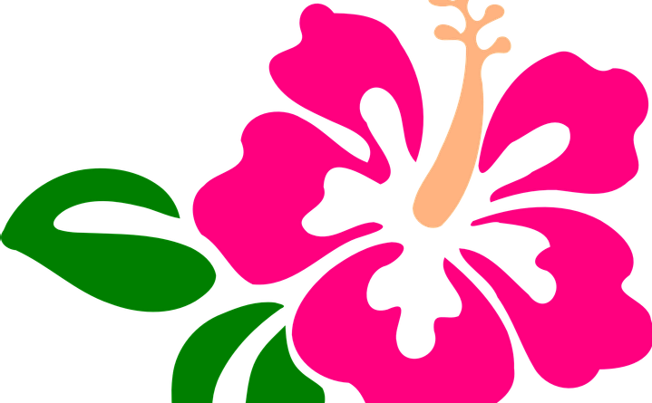 Hawaiian Flower Clipart With Green Leafs - Hibiscus Clip Art (719x445)