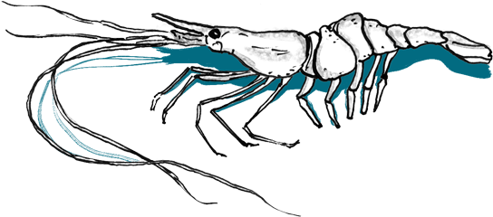 Nylon Shrimp - Nylon (600x400)