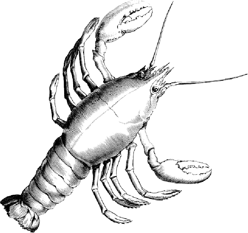 Clipart Library Library Lobster Crab Crustacean Shrimp - Cancer Constellation (800x750)