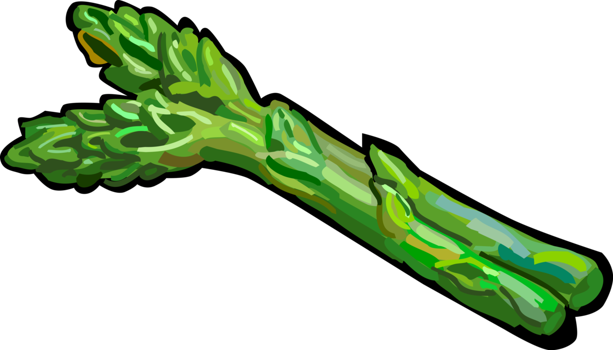 Vector Illustration Of Vegetable Asparagus Spears - Asparagus Clipart (1227x700)