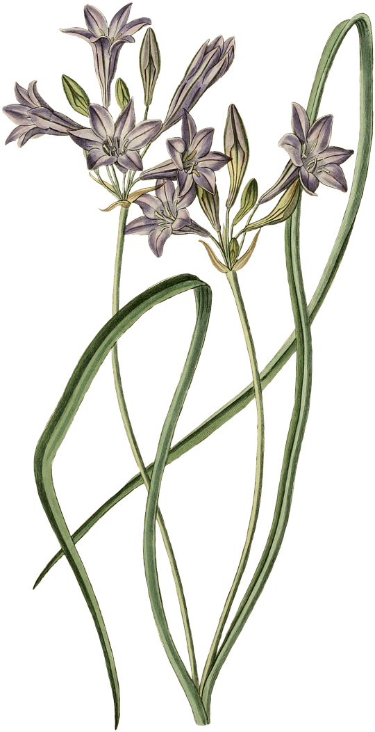Leek Plant Drawing - Posterazzi Loose-flowering Tritelia Or Ithuriels Spear (770x1280)
