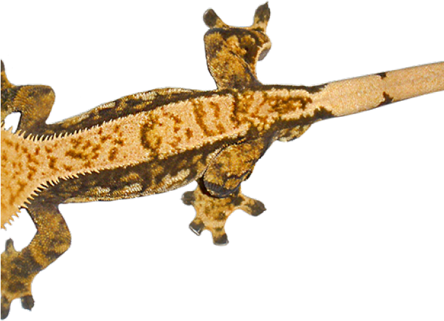 Gecko Clipart Transparent Background - Crested Gecko (640x480)