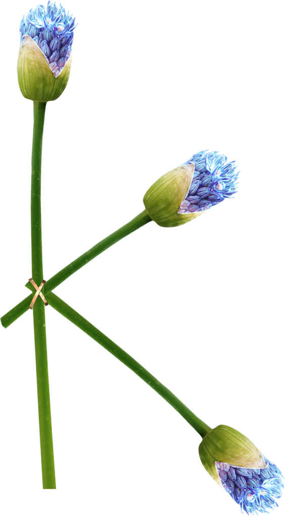 B *✿* Scottish Thistle, Flag Of Scotland, Sea Captain, - Tulip (564x1024)