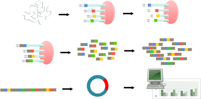 Serial Analysis Of Gene Expression Computer Icons Regulation - Clip Art (716x340)