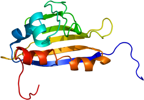Ahsa1 - Protein (500x358)