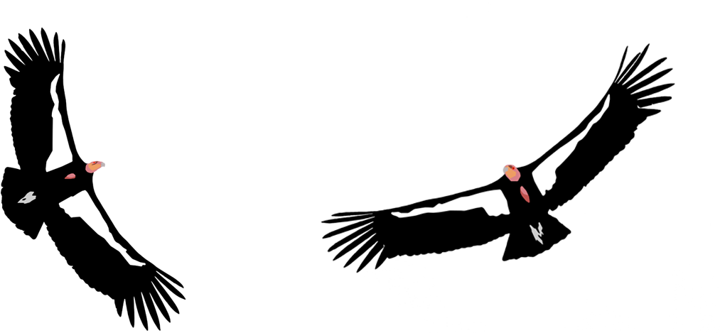 California Condor (1125x503)