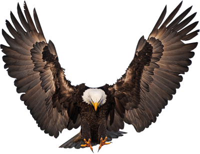 Vulture Vector Eagle Open Wing Clip Art Library Library - 1st 48 The Release - Cd (400x308)