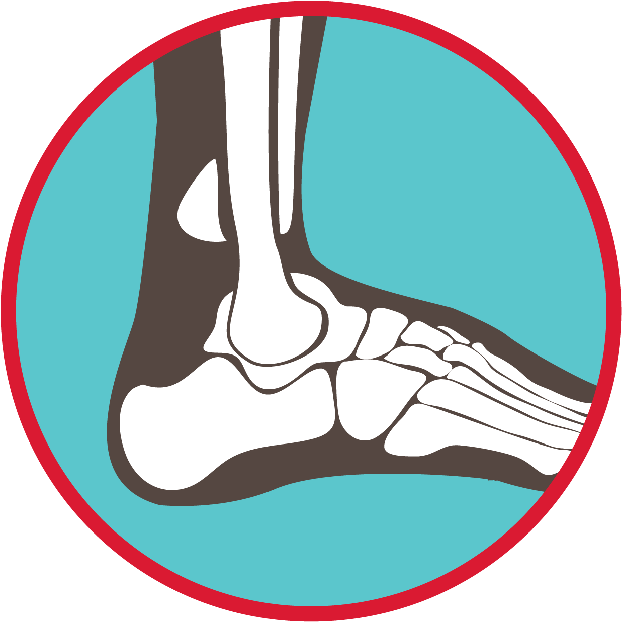 Bones Of The Ankle And Foot Graphic - Howth (1250x1251)