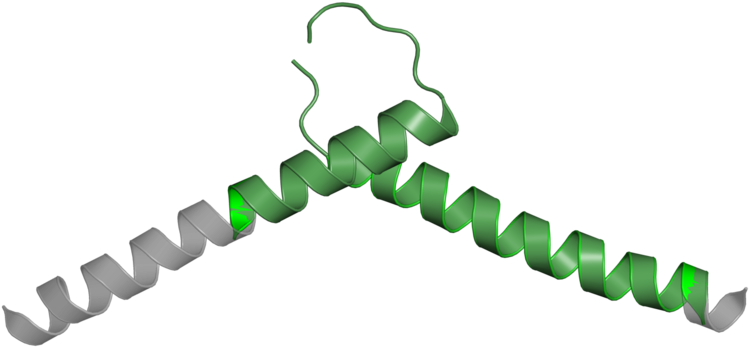 Basic Helix-loop-helix (800x800)