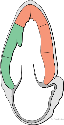Download Heart Clipart Apex Of The Heart Apex Beat - Heart (259x502)