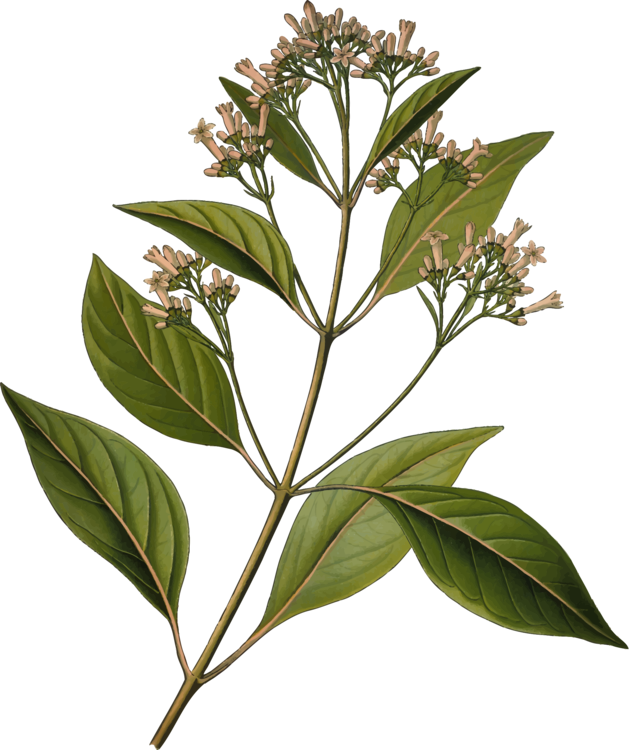 All Photo Png Clipart - Cinchona Bark (629x750)