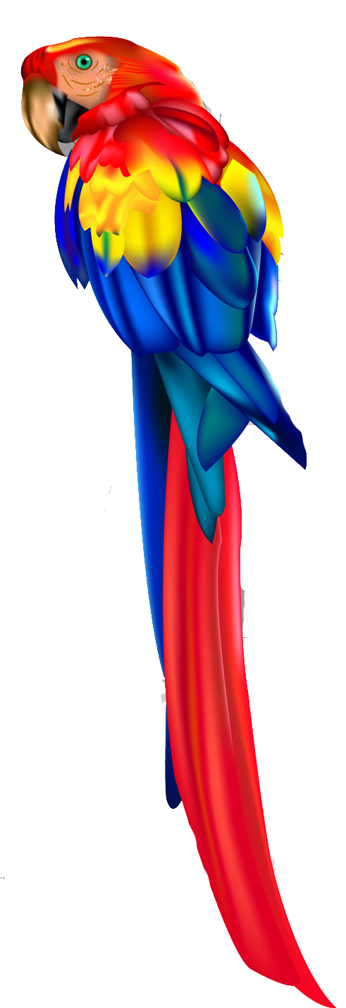 Parrot Vector Png (520x1426)