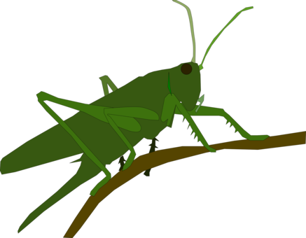 Grasshopper Insect Caelifera Animal Locust - Grasshopper Cross Stitch Pattern (437x340)