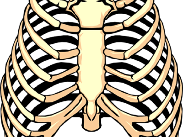 Rib Cage Png Transparent Images - Human Rib Cage (640x480)
